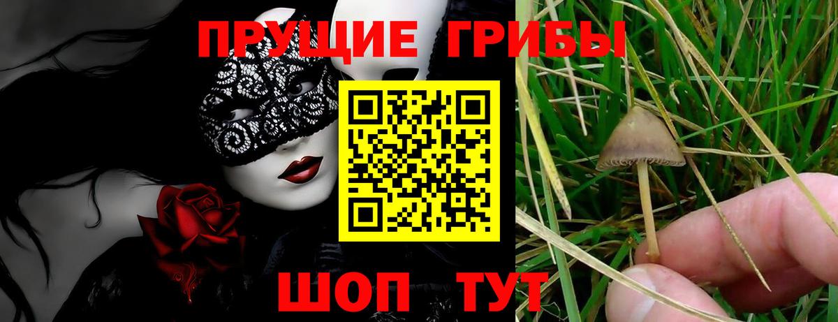 Псилоцибиновые грибы Psilocybine cubensis  Вход с VPN  Галлюциногенные грибы мицелий  Сланцы 